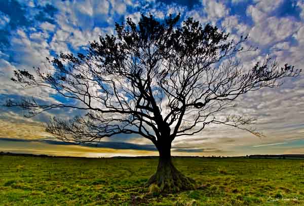 Lone tree